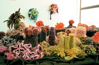 180_hyperbolic-coral-reef.jpg